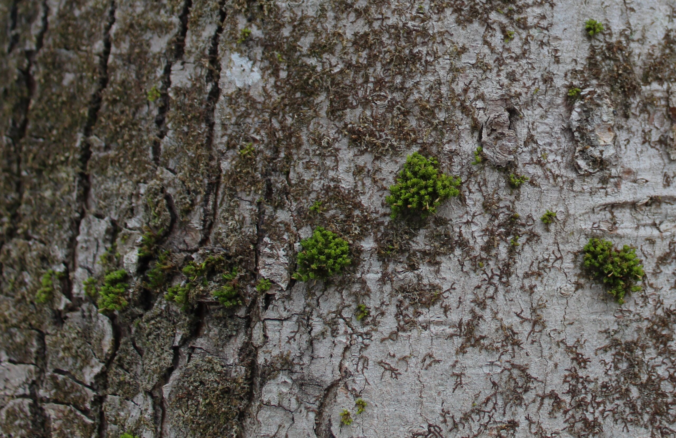 tree and moss